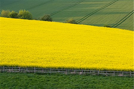 simsearch:841-07204866,k - Rape seed crop field, Stow-On-The-Wold, The Cotswolds, Gloucestershire, England, United Kingdom Photographie de stock - Rights-Managed, Code: 841-07201933