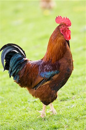 simsearch:841-07202070,k - Free-range cockerel in pasture, Chedworth, The Cotswolds, Gloucestershire, England, United Kingdom Foto de stock - Con derechos protegidos, Código: 841-07201947