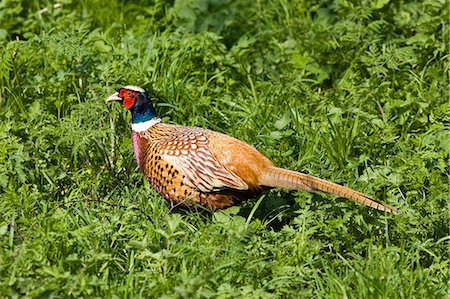 simsearch:841-07523522,k - Male pheasant, The Cotswolds, Oxfordshire, United Kingdom Foto de stock - Direito Controlado, Número: 841-07201949