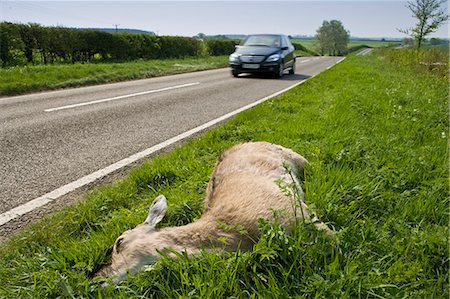 roadkill - Car drives past dead deer on country road, Charlbury, Oxfordshire, United Kingdom Stock Photo - Rights-Managed, Code: 841-07201940