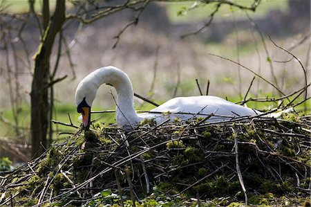 simsearch:841-07204876,k - Female mute swan building her nest, Donnington, Gloucestershire, United Kingdom Foto de stock - Con derechos protegidos, Código: 841-07201952