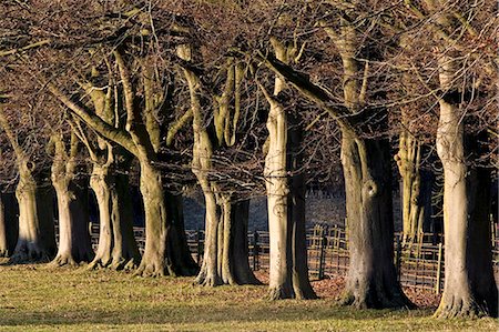 simsearch:841-07204874,k - Avenue of beech trees in Asthall Leigh, Oxfordshire, United Kingdom Photographie de stock - Rights-Managed, Code: 841-07201966