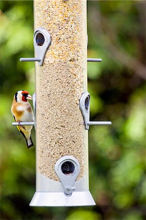 simsearch:841-06617190,k - Goldfinch perched on a birdfeeder, Oxfordshire, United Kingdom Stock Photo - Rights-Managed, Code: 841-07201984
