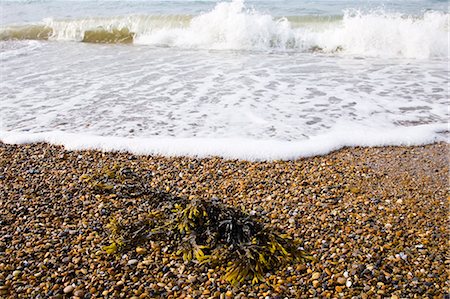 simsearch:632-03630281,k - Seaweed washed up on Cley Beach, North Norfolk coast, United Kingdom Stock Photo - Rights-Managed, Code: 841-07201995