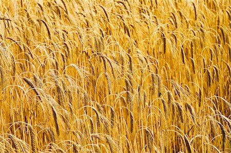 Barley field in Norfolk, United Kingdom Foto de stock - Direito Controlado, Número: 841-07201998