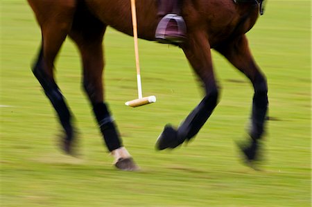 Polo pony at Guards Polo Club in Windsor, United Kingdom Foto de stock - Con derechos protegidos, Código: 841-07202012