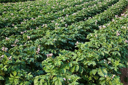 food chain - Potato crop grown for sale in supermarkets, near Holkham, United Kingdom Stock Photo - Rights-Managed, Code: 841-07202027