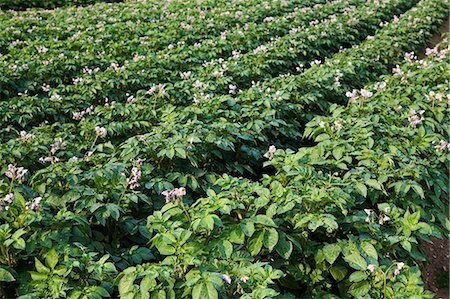 Potato crop grown for sale in supermarkets, near Holkham, United Kingdom Foto de stock - Direito Controlado, Número: 841-07202027