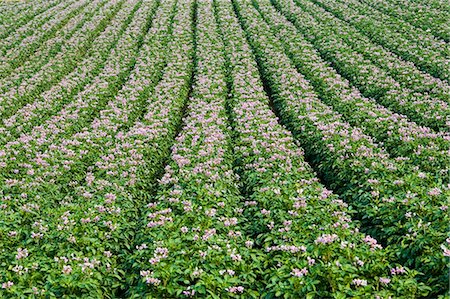 Potato crop grown for supermarkets, near Holkham, United Kingdom Foto de stock - Direito Controlado, Número: 841-07202028