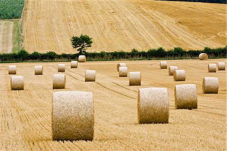Straw bales, Cotswolds in Oxfordshire, United Kingdom Stock Photo - Rights-Managed, Code: 841-07202044