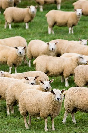 Flock of sheep grazing in a field , Oxfordshire, England Photographie de stock - Rights-Managed, Code: 841-07202057