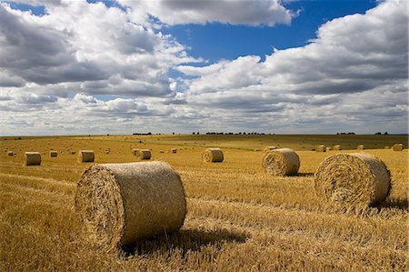 simsearch:841-07201683,k - Straw bales, Swinbrook, Cotswolds, United Kingdom Photographie de stock - Rights-Managed, Code: 841-07202050