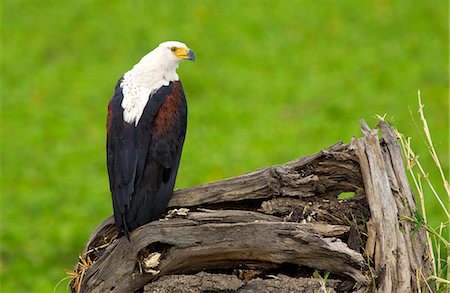 African Fish-Eagle, Grumeti, Tanzania, East Africa Stock Photo - Rights-Managed, Code: 841-07202053