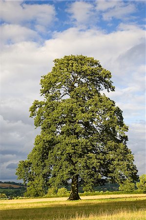 simsearch:841-07540526,k - Oak tree in meadow at Chastleton in the Cotswolds, England, United Kingdom. Photographie de stock - Rights-Managed, Code: 841-07202067