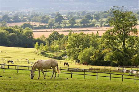 simsearch:841-03870027,k - Horses and sheep grazing at Chastleton in the Cotswolds, England, United Kingdom. Photographie de stock - Rights-Managed, Code: 841-07202068