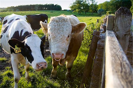 simsearch:649-07238939,k - Bull and friesian cow, Oxfordshire, The Cotswolds, United Kingdom Foto de stock - Direito Controlado, Número: 841-07202084