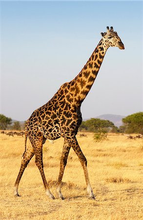 simsearch:841-07354834,k - Adult giraffe, Grumeti, Tanzania Foto de stock - Con derechos protegidos, Código: 841-07202095