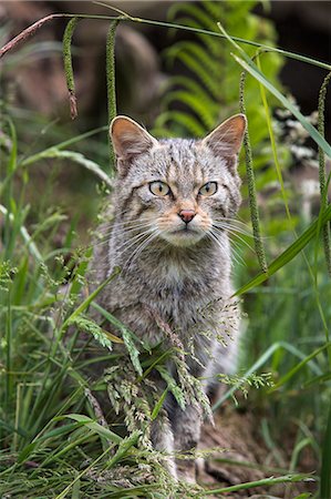 Scottish wildcat (Felis sylvestris), captive, United Kingdom, Europe Photographie de stock - Rights-Managed, Code: 841-07202241