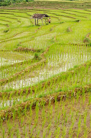 solo java indonesia - Farmer leaving tiny shack in rice paddy fields laid in shallow terraces, Surakarta district, Solo river valley, Java, Indonesia, Southeast Asia, Asia Stock Photo - Rights-Managed, Code: 841-07202302