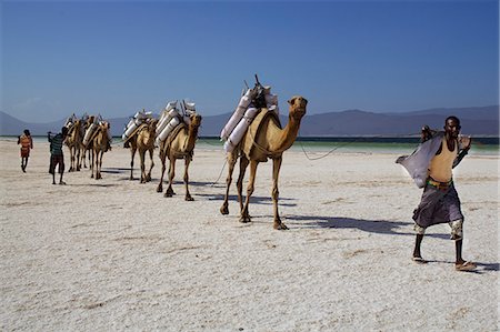 Salt caravan in Djibouti, going from Assal Lake to Ethiopian mountains, Djibouti, Africa Photographie de stock - Rights-Managed, Code: 841-07202402