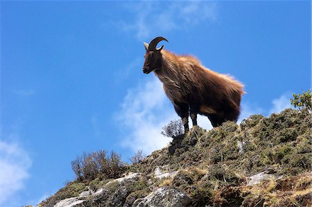 Himalayan blue sheep (Bharal) (Pseudois nayaur nayaur), Tengboche, Sagarmatha National Park, Solukhumbu District, Nepal, Asia Photographie de stock - Rights-Managed, Code: 841-07202425