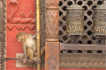 simsearch:841-07205100,k - Rhesus Macaque monkey baby on ancient shrine, Swayambhunath Stupa (Monkey Temple), UNESCO World Heritage Site, Kathmandu,  Nepal, Asia Photographie de stock - Rights-Managed, Code: 841-07202431