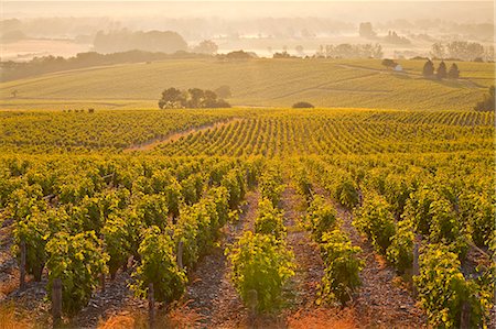 The vineyards of Sancerre in the Loire Valley, Cher, Centre, France, Europe Stock Photo - Rights-Managed, Code: 841-07202645