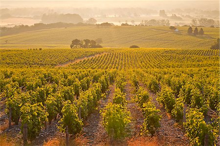 european crops - The vineyards of Sancerre in the Loire Valley, Cher, Centre, France, Europe Stock Photo - Rights-Managed, Code: 841-07202645