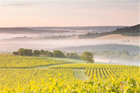 scenic vineyards - Vineyards near to Vezelay during a misty dawn, Burgundy, France, Europe Stock Photo - Rights-Managed, Code: 841-07202655