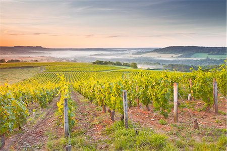 farming france - Vineyards near to Vezelay during a misty dawn, Burgundy, France, Europe Stock Photo - Rights-Managed, Code: 841-07202653