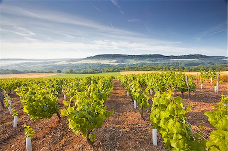 france rural vineyard - Vineyards below the hilltop village of Vezelay in Burgundy, France, Europe Stock Photo - Rights-Managed, Code: 841-07202660