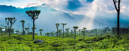 dreamy - Sunrise over tea plantations and mountains, Haputale, Sri Lanka Hill Country, Central Highlands, Sri Lanka, Asia Stock Photo - Rights-Managed, Code: 841-07354766