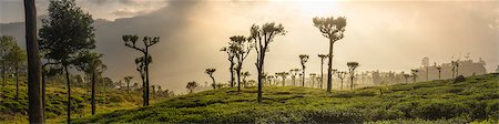 Sunrise over tea plantations, Haputale, Sri Lanka Hill Country, Sri Lanka, Asia Stock Photo - Rights-Managed, Code: 841-07354768