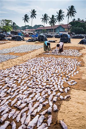 sri lanke - Women drying fish in Negombo fish market (Lellama fish market), Negombo, West Coast, Sri Lanka, Asia Stockbilder - Lizenzpflichtiges, Bildnummer: 841-07354769