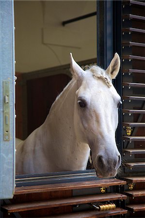 establo - Spanish Riding School Stables, Vienna, Austria, Europe Stock Photo - Rights-Managed, Code: 841-07354791