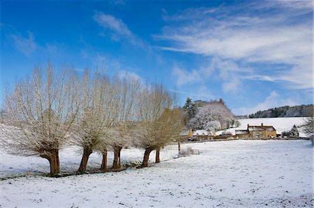 snow covered cottage - Snow on pollarded Willow trees at Swinbrook in Oxfordshire, England, United Kingdom Stock Photo - Rights-Managed, Code: 841-07354814