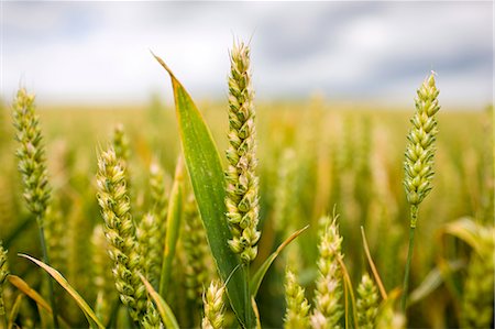 Wheat field near Temple Guiting in The Cotswolds, Gloucestershire, UK Stock Photo - Rights-Managed, Code: 841-07354816