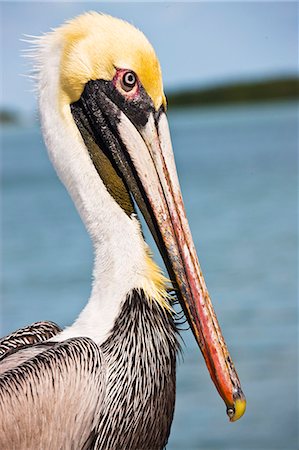 florida keys - Brown Pelican, Islamorada, Florida Keys, USA Stock Photo - Rights-Managed, Code: 841-07354831