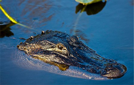 Alligator in river water, Everglades, Florida, United States of America Photographie de stock - Rights-Managed, Code: 841-07354841