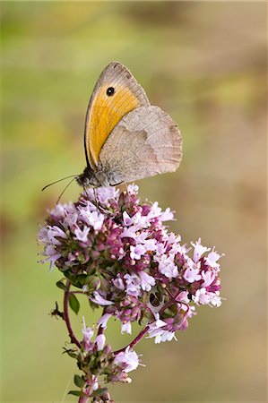 Butterfly searching for nectar in the Dordogne, France Photographie de stock - Rights-Managed, Code: 841-07354861