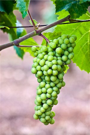 simsearch:695-05772279,k - Green grapes ripening on grapevine in vineyard in the Dordogne, France Photographie de stock - Rights-Managed, Code: 841-07354870