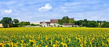 French farm homestead with crop of sunflowers at Champigny sur Veude, the Loire Valley, France Photographie de stock - Rights-Managed, Code: 841-07354881