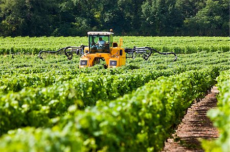 simsearch:841-07801516,k - Man at work with vine tractor crop-spraying vines in a vineyard at Parnay, Loire Valley, France Photographie de stock - Rights-Managed, Code: 841-07354897