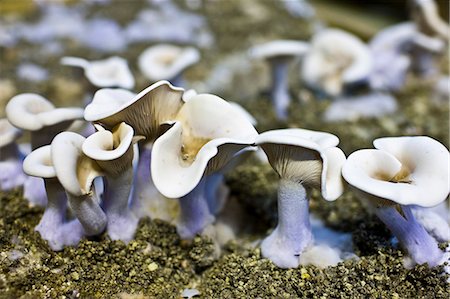 Wood blewit, Lepista nuda, mushrooms growing underground in compost in cave in the Loire Valley, France Foto de stock - Direito Controlado, Número: 841-07354891