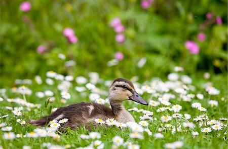 simsearch:841-08821727,k - Mallard duckling among daisies in meadow in The Cotswolds, Oxfordshire, England, United Kingdom Foto de stock - Con derechos protegidos, Código: 841-07354926