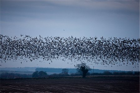 sunset safari - Pink-footed geese in the sky at sunset over Holkham saltmarshes, North Norfolk, UK Stock Photo - Rights-Managed, Code: 841-07354921