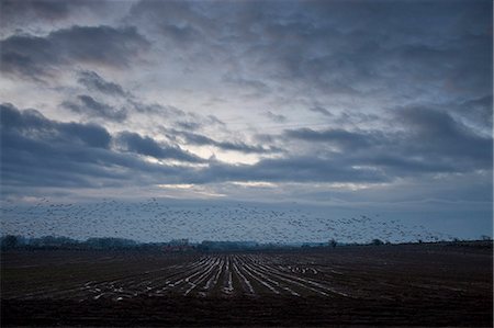 simsearch:841-09135374,k - Pink-footed geese in the sky at sunset over Holkham saltmarshes, North Norfolk, UK Foto de stock - Con derechos protegidos, Código: 841-07354922