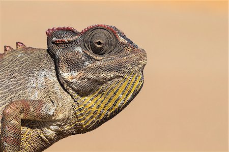 desert reptile animal - Namaqua chameleon (Chamaeleo namaquensis), Namib Desert, Namibia, Africa Stock Photo - Rights-Managed, Code: 841-07354989