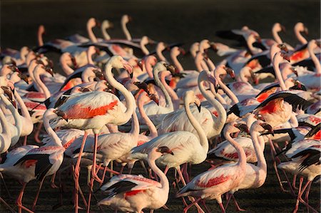 Greater flamingoes (Phoenicopterus ruber) and Lesser flamingoes (Phoenicopterus minor), Walvis Bay, Namibia, Africa Stock Photo - Rights-Managed, Code: 841-07354997