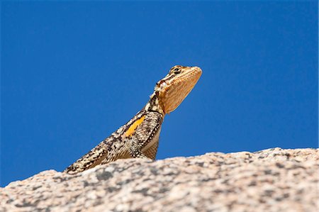 Namibian rock agama (Agama planiceps), Damaraland, Namibia, Africa Stockbilder - Lizenzpflichtiges, Bildnummer: 841-07354991